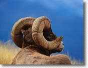 Photograph Bighorn sheep and other wildlife