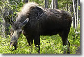 Cute moose, wildlife to see around Koocanusa